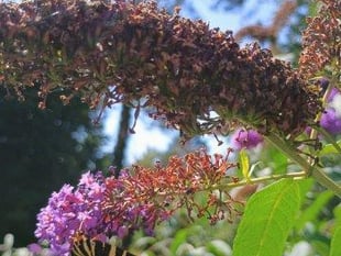 Butterflies, bees and birds are thriving