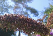 Garden wildlife: Butterflies, bees, and birds thrive in summer heat