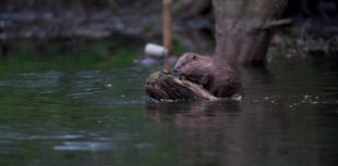 Discover how beavers are reshaping local rivers