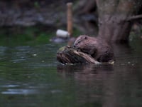 Discover how beavers are reshaping local rivers
