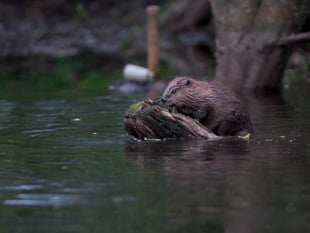 Discover how beavers are reshaping local rivers