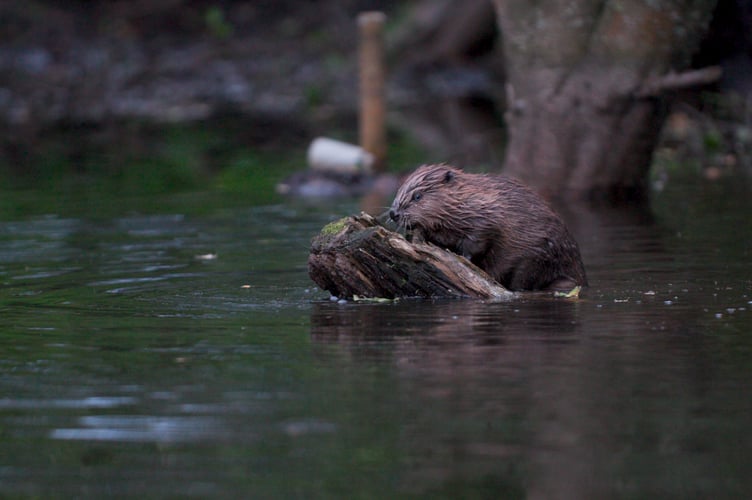 A film screening and panel discussion will explore the impact of reintroducing beavers to local rivers and landscapes.