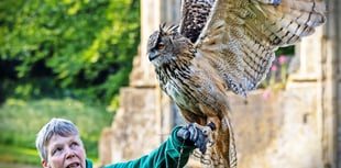 Event showcasing birds of prey