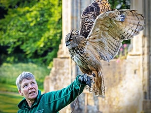 Event showcasing birds of prey