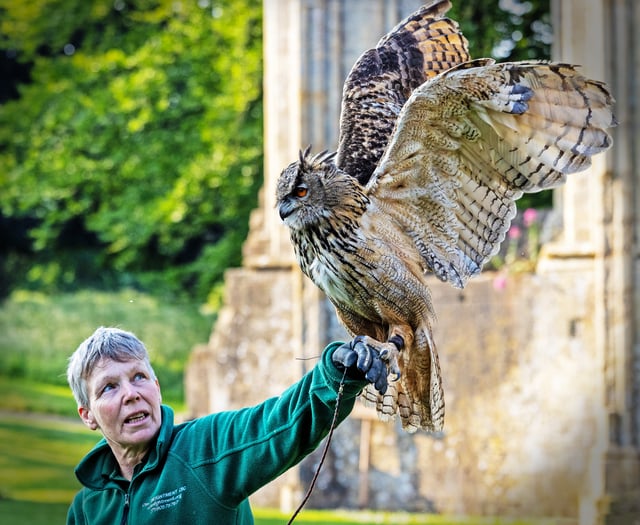 Event showcasing birds of prey