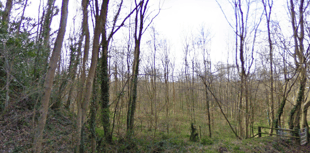 Greyfield Wood set to close as infected trees need to be felled