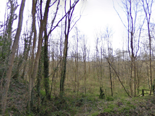 Greyfield Wood set to close as infected trees need to be felled