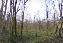 Greyfield Wood set to temporarily close as infected trees need to be felled