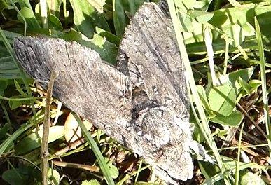 A Convolvulus Hawk moth, snipped