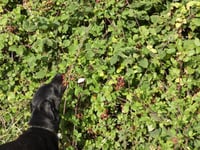 Chew Valley Wildlife: Rare moth sightings and lake discoveries