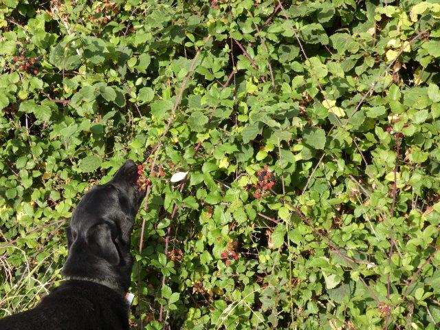 Nell browsing for blackberries