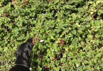 Chew Valley Wildlife: Rare moth sightings and lake discoveries