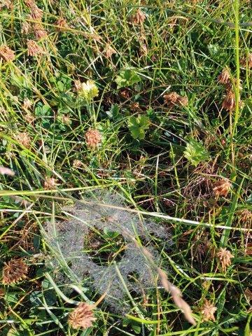 A funnel spider cobweb