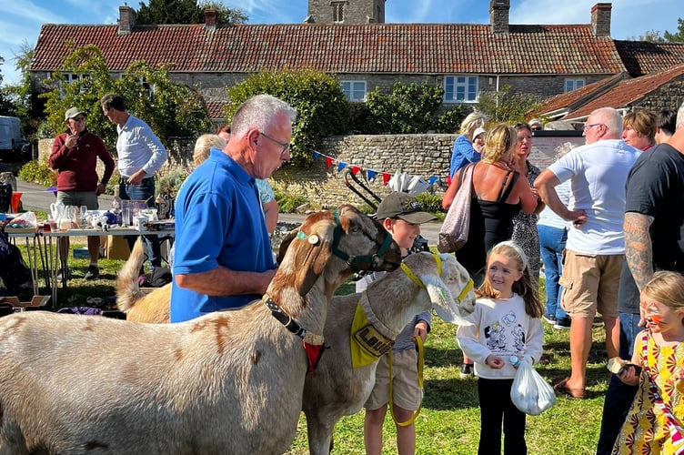 Harness goats at Hinton Blewett fete