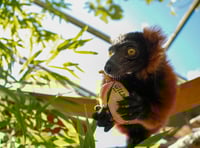 Zoo’s spectacled bears back England to win Women’s Rugby World Cup