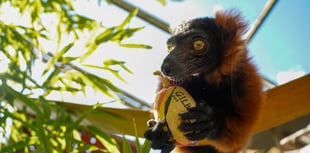 Zoo’s spectacled bears back England to win Women’s Rugby World Cup