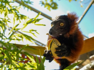 Zoo’s spectacled bears back England to win Women’s Rugby World Cup