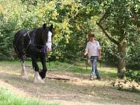 Woodland project in memory of Moko Sellars