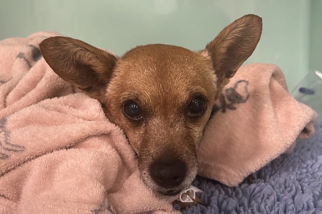 Teddy recovers after £25,000 heart surgery