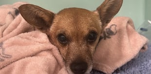 Teddy recovers after £25,000 heart surgery