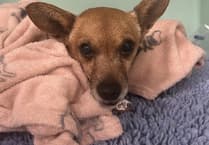 Chiweenie Teddy's £25,000 heart surgery success