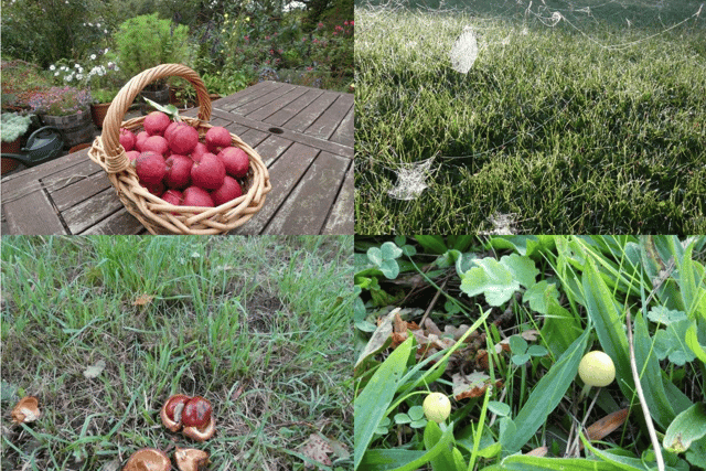 November wildlife: Garden and wild creatures are thriving