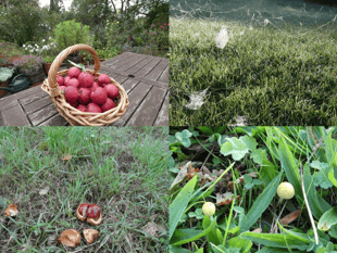 November wildlife: Garden and wild creatures are thriving