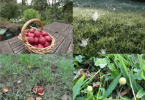 November wildlife: Garden and wild creatures are thriving