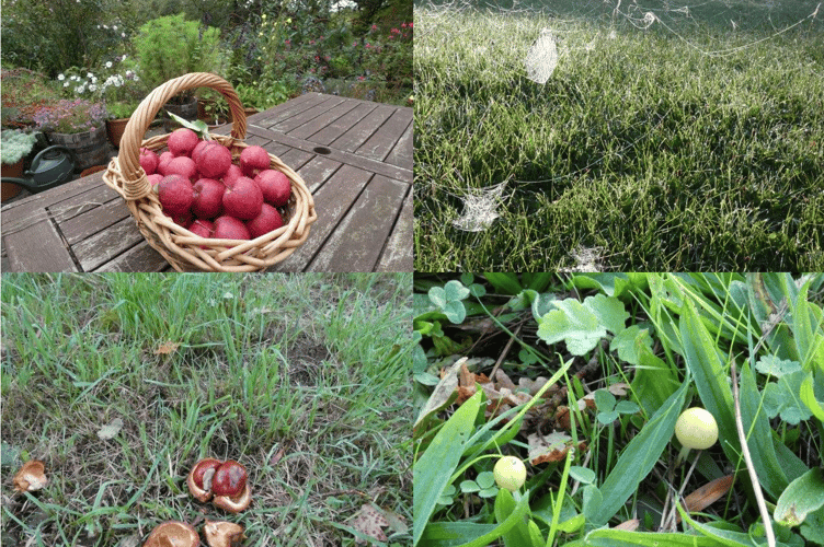 Around the garden: Gala apples, cobwebs in dew, a double conker oct and the dung roundead toadstool