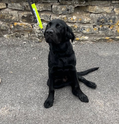 Luke the Labrador