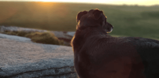 Highcroft Silva House's pet firework anxiety campaign