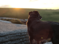 Highcroft Silva House's pet firework anxiety campaign