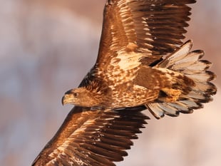 NRPS members explore Japan's winter wildlife