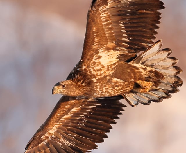 NRPS members explore Japan's winter wildlife