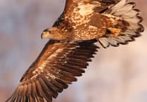 NRPS welcomes Simon Carder with insightful Japan wildlife talk