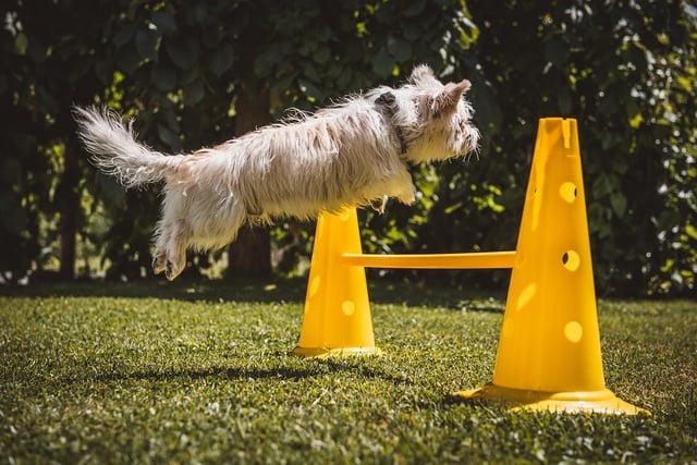 Veterinary Centre launches campaign to tackle hidden arthritis in dogs