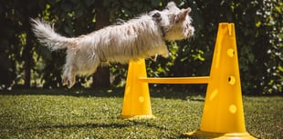 Veterinary Centre launches campaign to tackle hidden arthritis in dogs