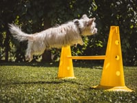 Veterinary Centre launches campaign to tackle hidden arthritis in dogs