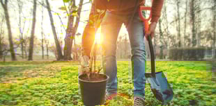 Faith Foundation seeks tree planting sites for Holocaust tribute