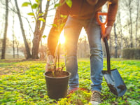 Faith Foundation seeks tree planting sites for Holocaust tribute