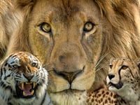 Photographic Society: Results of Triptych competitions revealed