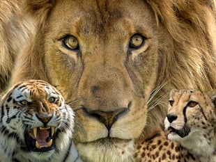 Photographic Society: Results of Triptych competitions revealed