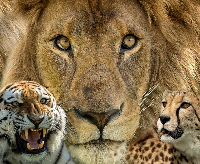 Photographic Society: Results of Triptych competitions revealed