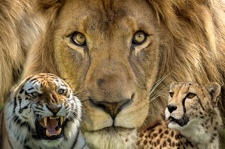 Pip Rabbitts won first with her creative entry to the colour seciotn “Big Cats”