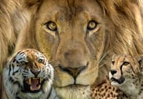 Photographic Society: Results of Triptych competitions revealed