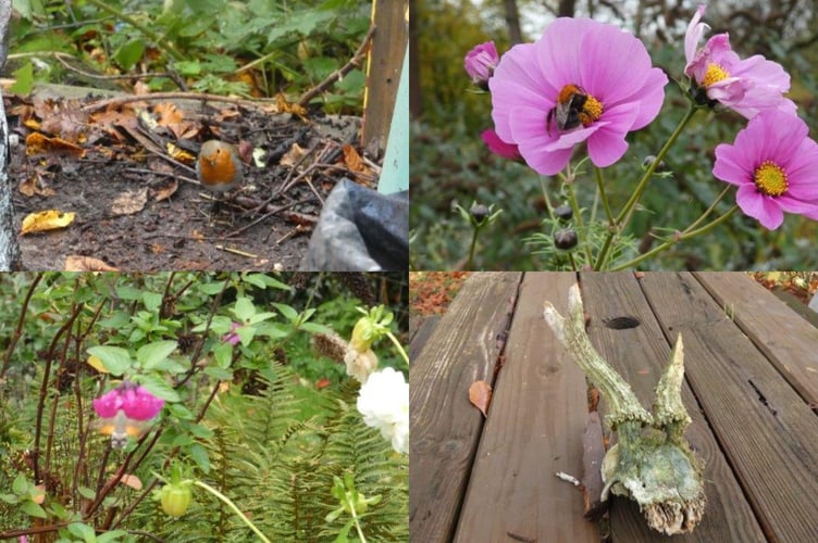 From top left: Robin amongst compost bags; a tree bumble bee on cosmos; a deer antlers; and a fast moving humming bird hawk moth