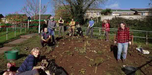 Community garden blooms
