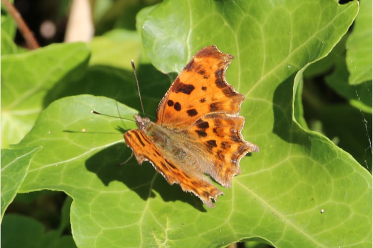 Comma butterfly