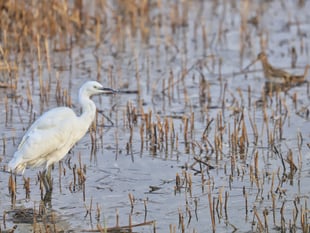 Winter birds flock to Chew Valley