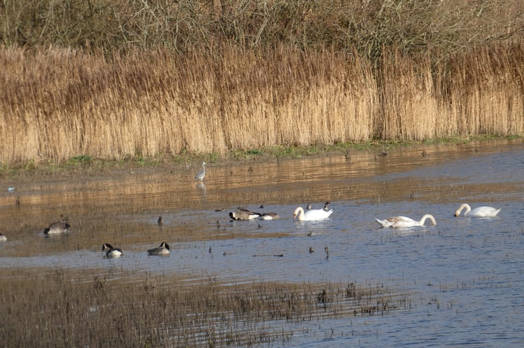 Waterfowl are back on the water